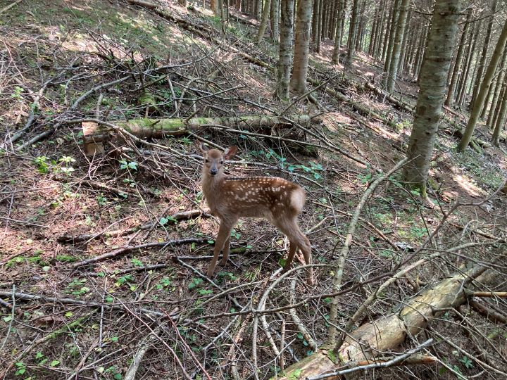 平取管轄山林 産まれたて