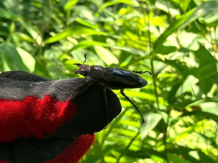 帯広管轄山林_ノコギリクワガタ（メス）