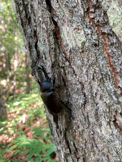 帯広管轄山林_立派なカブトムシがいました