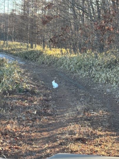 帯広管轄山林_冬毛のエゾユキウサギがいました。